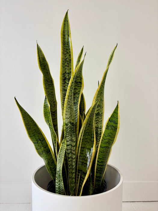 Potted snake plant with green and yellow leaves on a white background