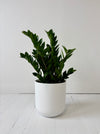 Green potted plant in a white pot on a white wooden floor with a white wall background