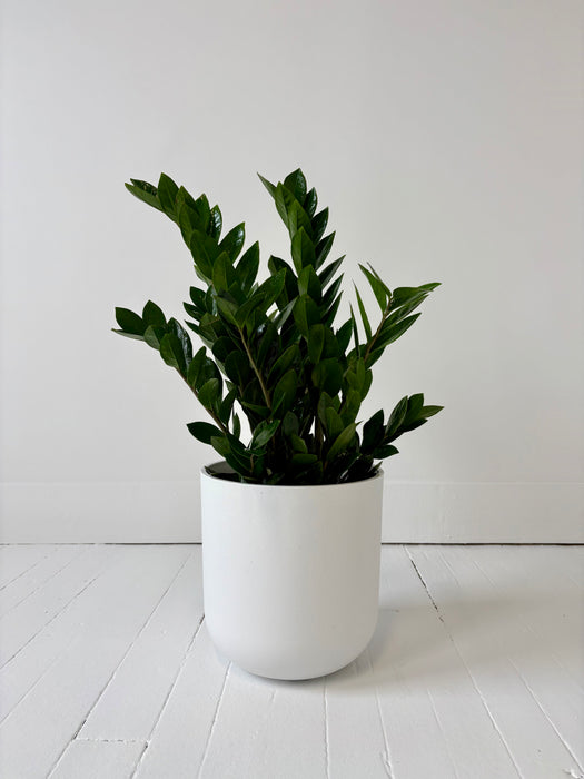 Green potted plant in a white pot on a white wooden floor with a white wall background