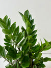 Green leafy plant against a white background