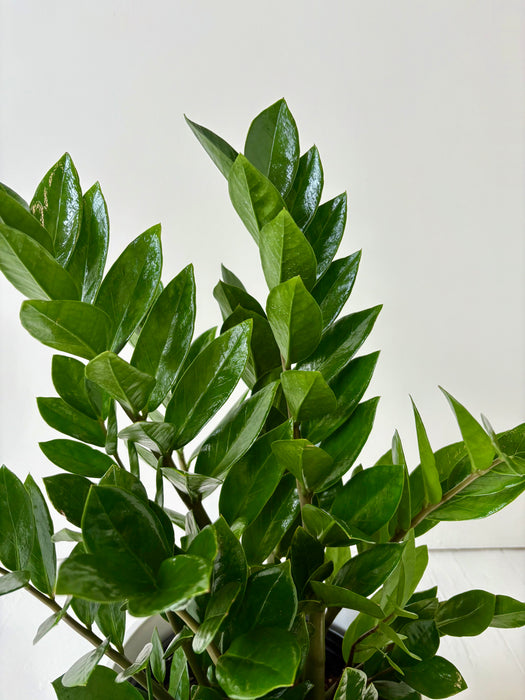 Green leafy plant against a white background