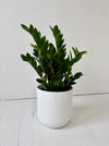 Potted plant in a white pot on a light wooden floor with a white wall background