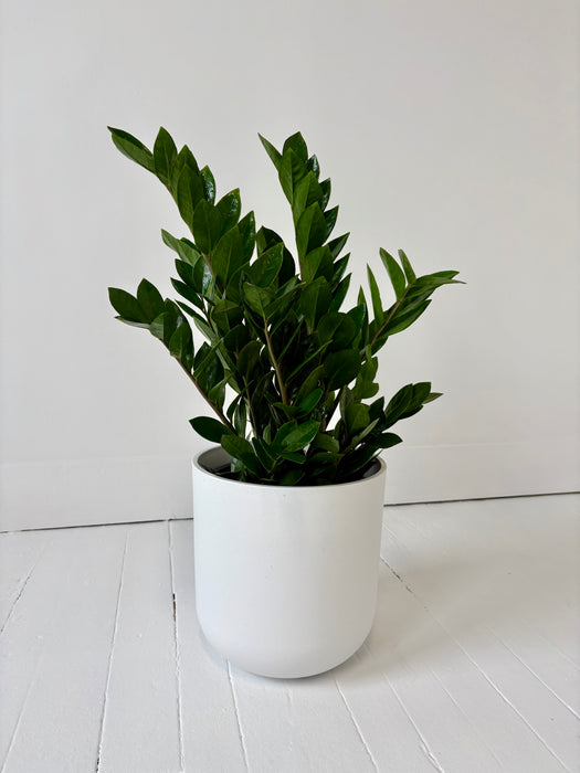 Potted plant in a white pot on a light wooden floor with a white wall background