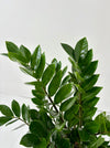 Close-up of a green leafy plant on a white background