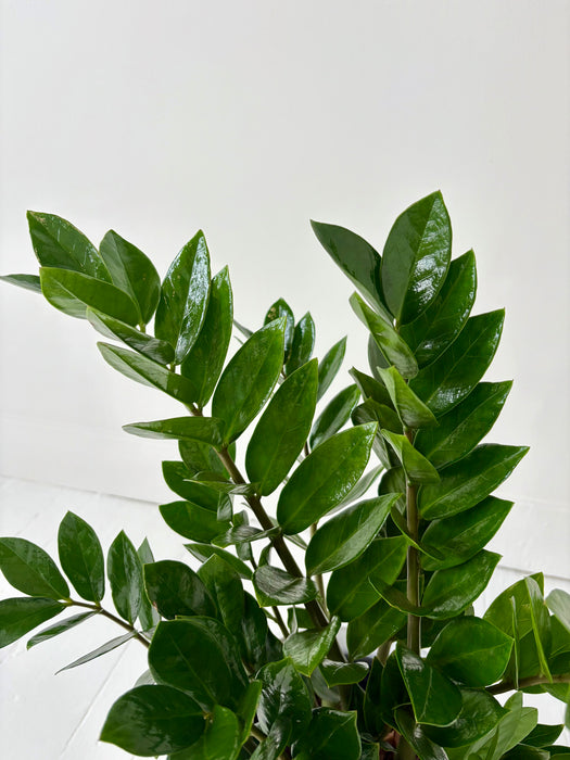 Close-up of a green leafy plant on a white background