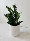 Potted plant in a white pot on a white floor with a white wall background