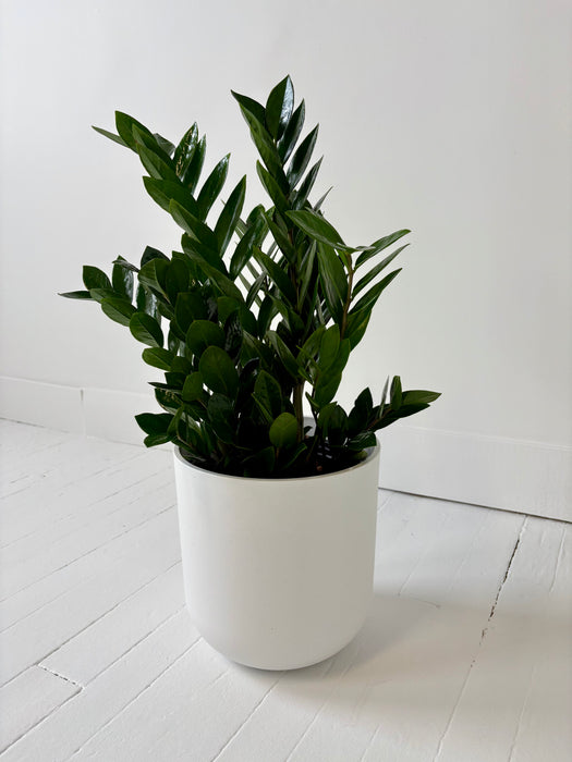 Potted plant in a white pot on a white floor with a white wall background