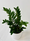 Potted plant on a white surface with a plain background