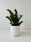 Potted plant in a white pot on a light wooden floor with a white wall background