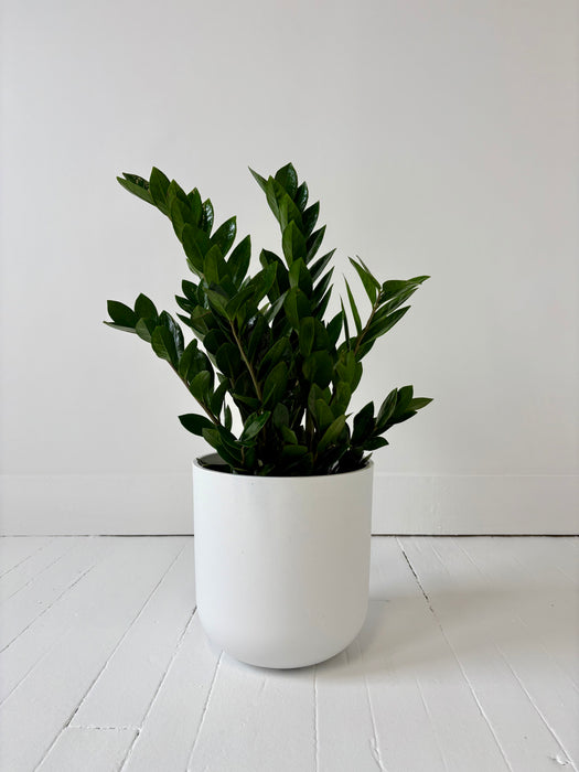 Potted plant in a white pot on a light wooden floor with a white wall background